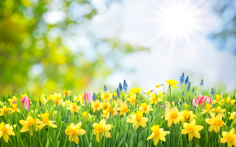 A field of spring flowers