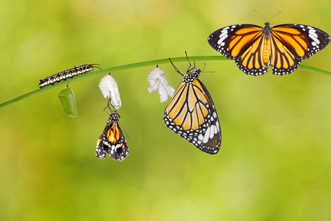 A picture of a caterpillar transforming into a butterfly